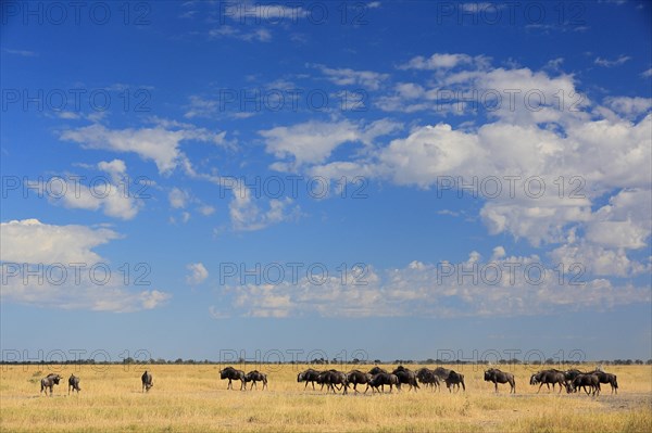 Blue wildebeests