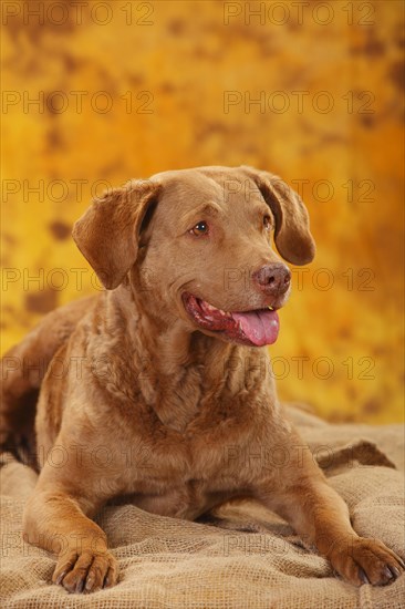 Chesapeake Bay Retriever