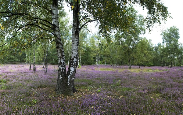 Birches in heath landscape