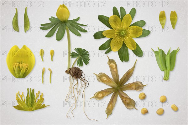 Winter aconite