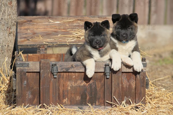 American Akita puppies