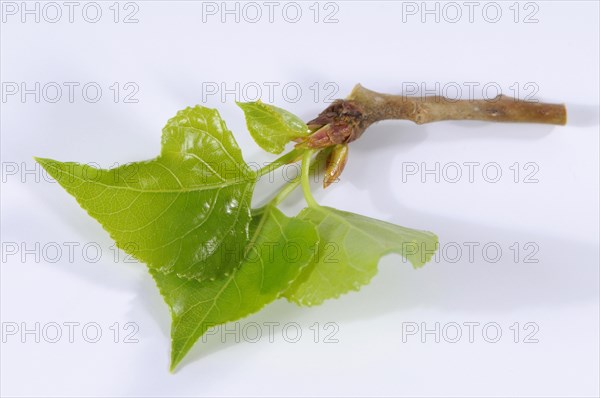 Black Poplar