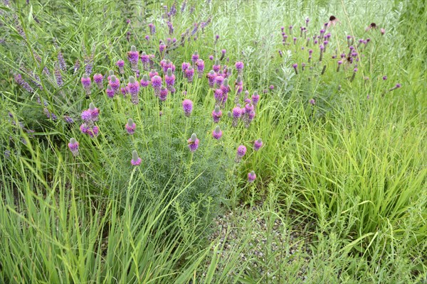 (Dalea purpureum), Purple Prairie Clover