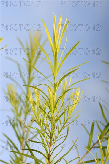 Tea tree