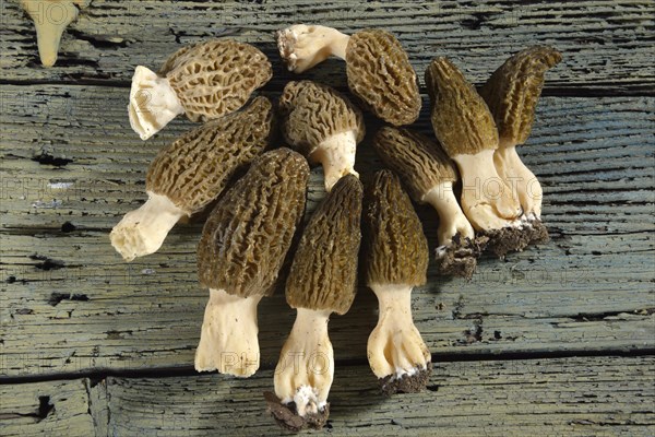 Black morel