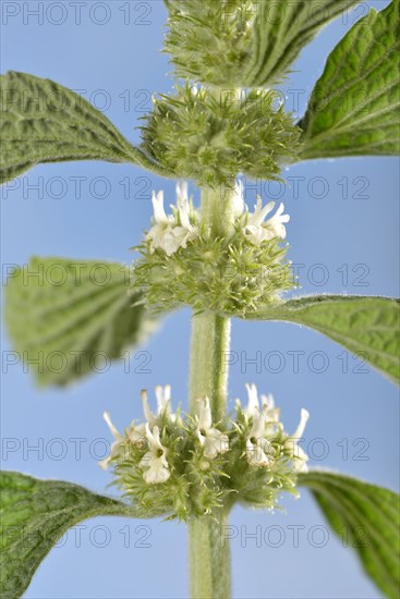 Horehound