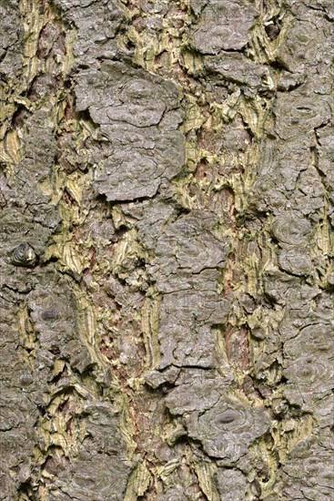 Douglas fir bark