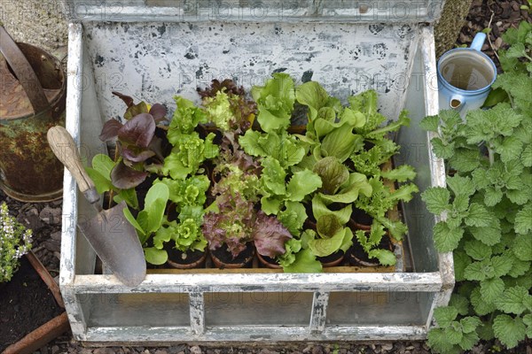 Greenhouse lettuce