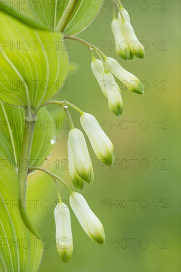 Solomon's seal