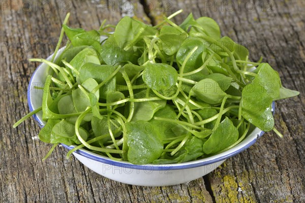 Winter purslane