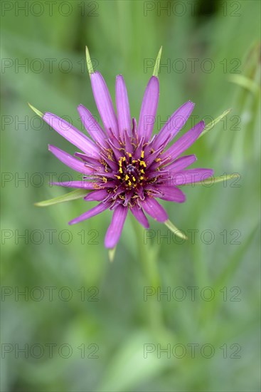 Common salsify