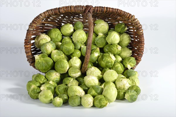 Brussels sprout