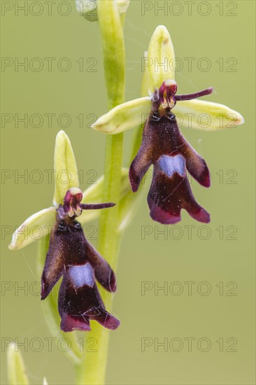 Fly orchid