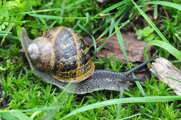 Burgundy snail