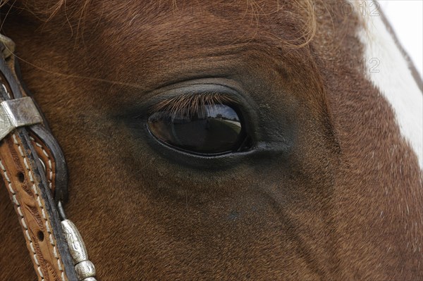 Arabian thoroughbred