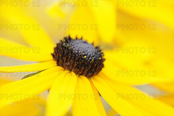 Black-eyed Susan