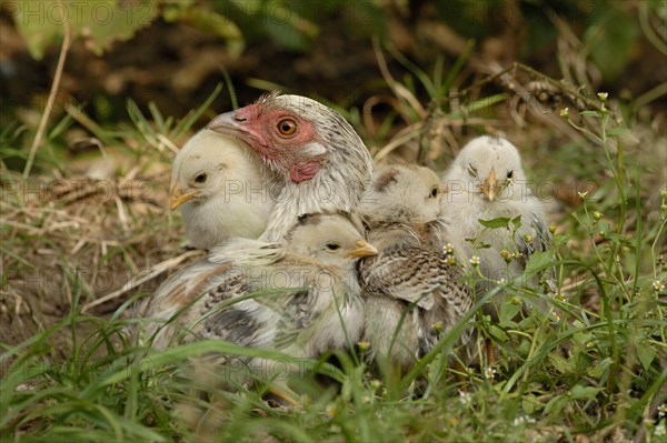 Domestic Chicken