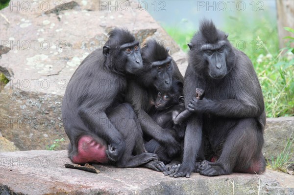 Celebes Crested Macaques