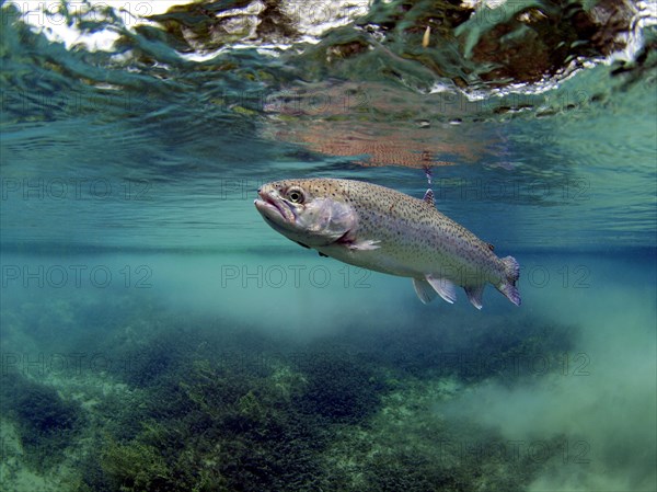 Rainbow Trout