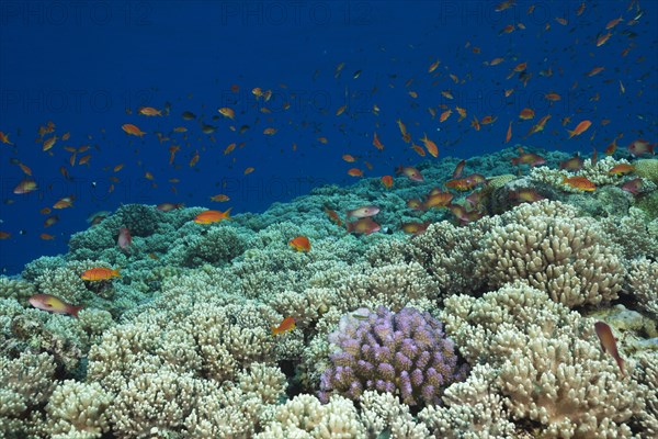 Harem flagfish on the reef top