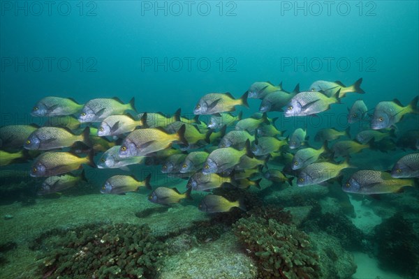 Shoal of Burrito Grunt