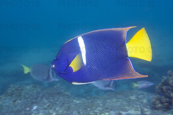 King angelfish