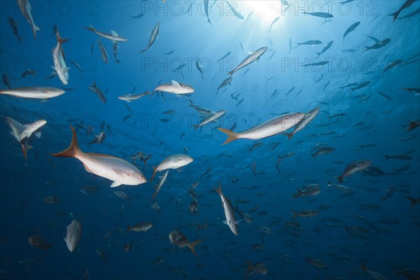 Pacific creolefishes