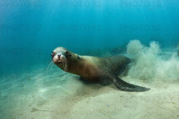 California Sea Lion