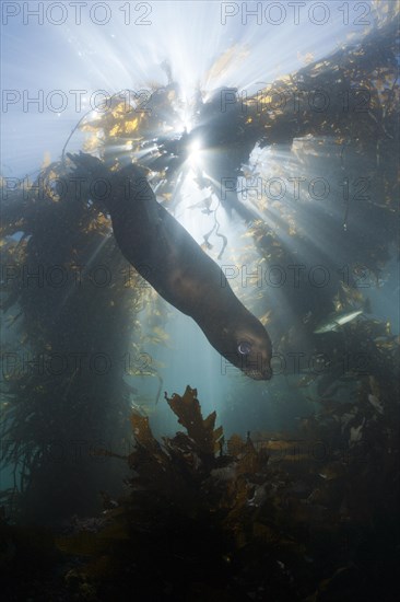 California sea lion