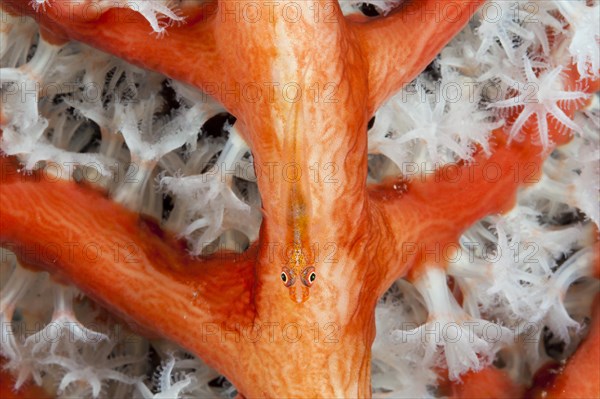 Ghost goby in soft coral