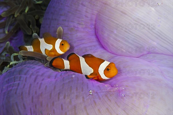 Ocellaris Clownfish