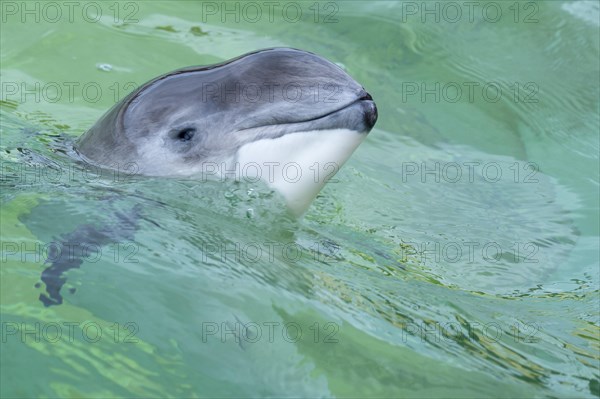 Harbour porpoise