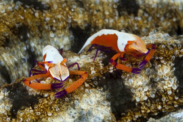 Pair of Emperor Shrimp