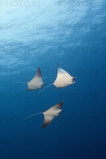 Dwarf devil ray