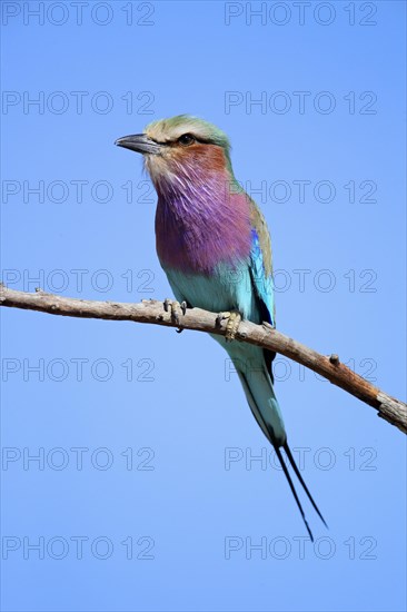 Purple breast roller