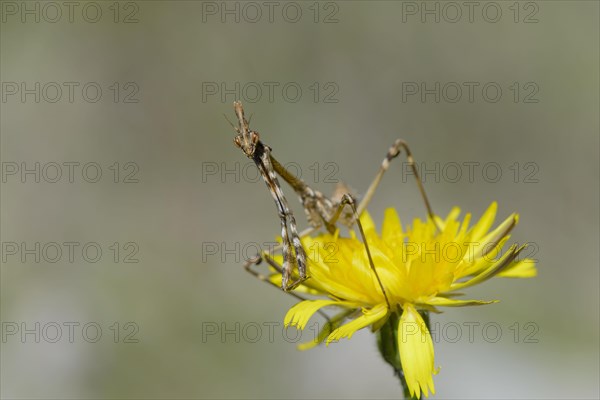 Crested grasshopper