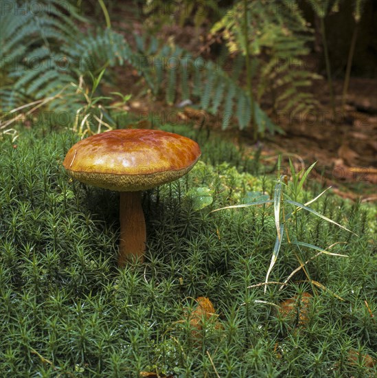 Bay bolete