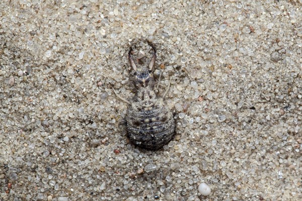 Ant lion in the sand