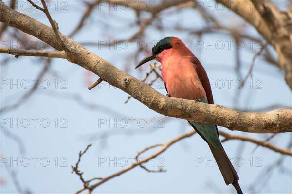 Southern carmine bee-eater