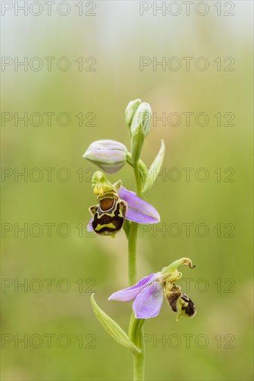 Bee Ragwort