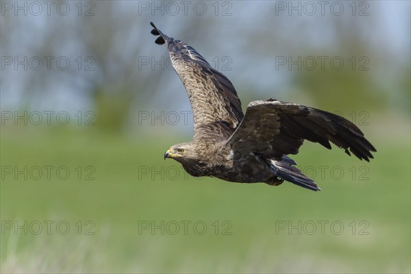 Female Lesser spotted eagle