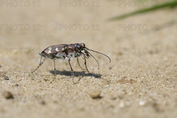 Dune Sand Beetle