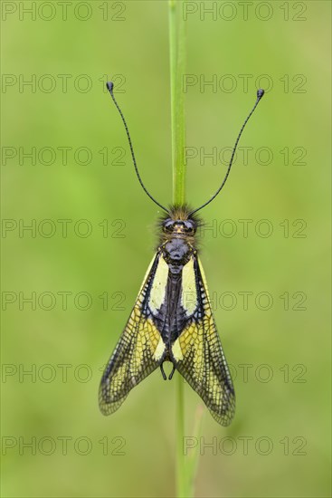 Dragonfly butterfly