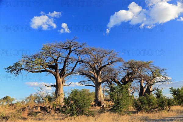 Baobab