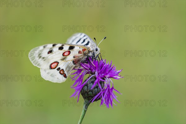 Red Apollo butterfly female