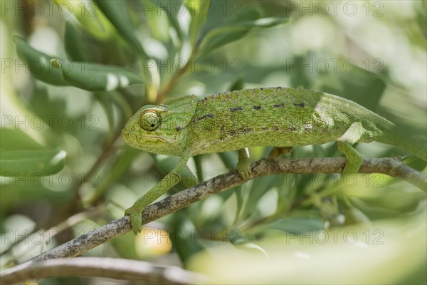 Mediterranean chameleon