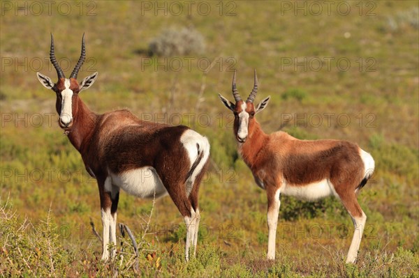 Bontebok