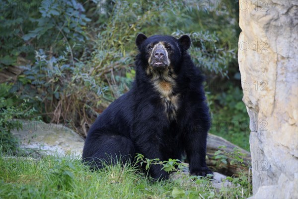 Spectacled bear