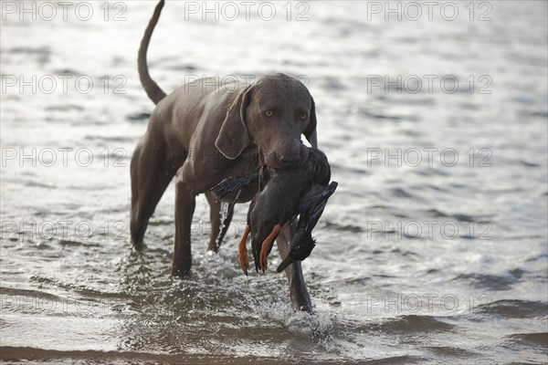 Weimaraner