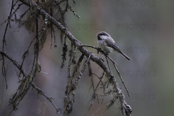 Grey-headed Chickadee